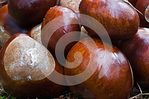 Chesnuts