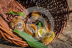 chesnuts in a basket in sunny daylight