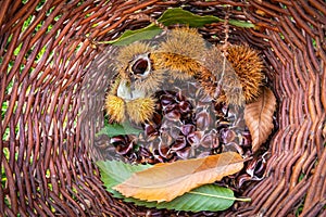 chesnuts in a basket in sunny daylight
