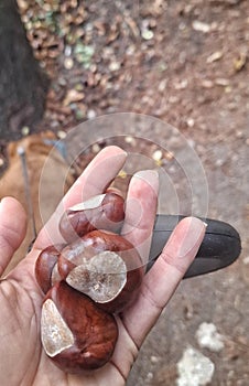 Chesnuts in hand