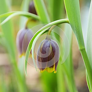 Chess Flower