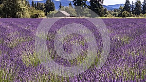 Chess pattern on a purple lavender field.