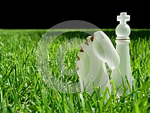 Chess Pieces in Grass