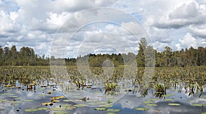 Chesser Prairie landscape in the Okefenokee Swamp