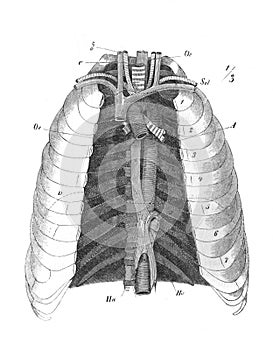 The chest aorta in the old book the Human Anatomy Basics, by A. Pansha, 1887, St. Petersburg