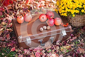 Chest in autumn leaves, chrysanthemums in flowerpots, apples and nuts