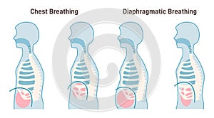 Chest and diaphragmatic breathing types. Anatomical mechanism