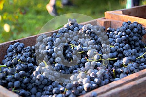 Chest of grapes photo