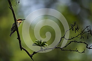 Chest nut headed bee eater