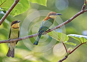 Chest-nut headed green bee eater