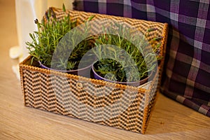 Chest with two pots of fern