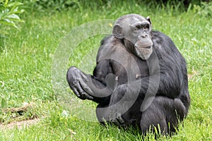  , inglaterra junio 01 2019 divertido un adulto chimpancé 