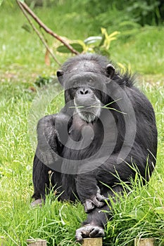  , inglaterra 01 junio 2019 sesión un adulto chimpancé ramita en boca 