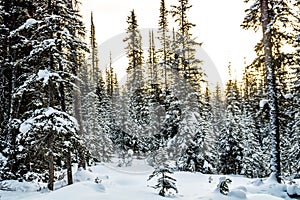 Chester Lake, Peter lougheed Provincial Park, Alberta, Canada