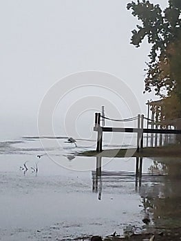 Chesterfrost park lake dock bird foggy morning fog