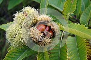 Chestnut photo