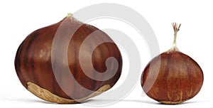 Chestnut