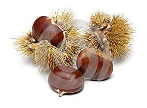 Chestnut