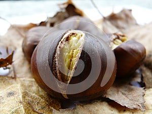 Chestnut