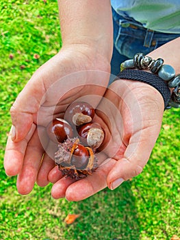 Chestnut acorns in hands