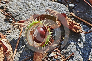 Chestnut Aesculus Hippocastanum lying at a kerb