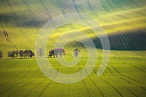 A chestnut alley along a road across a rolling spring fields with tracks from the tractor wheels