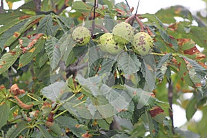 Chestnut, American Castanea dentate