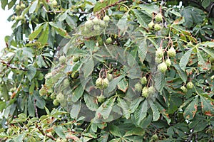 Chestnut, American Castanea dentate