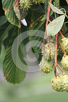 Chestnut, American Castanea dentate