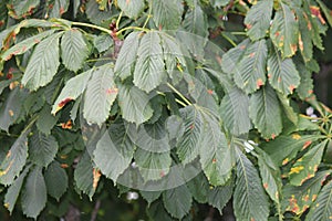 Chestnut, American Castanea dentate Leaves