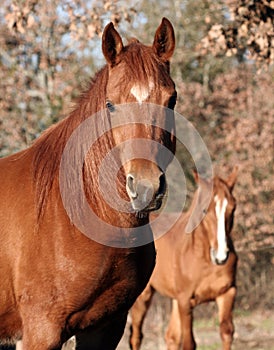 Chestnut Arabian Gelding
