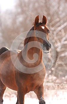 Chestnut arabian horse portrait