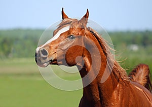 Chestnut arabian stallion portrait