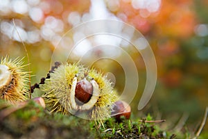 Chestnut in autumn forest