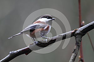 Chestnut-backed Chickadee