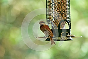 Chestnut-backed chickadee on the bird feeder