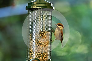 Chestnut-backed chickadee on the bird feeder