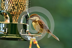 Chestnut-backed chickadee on the bird feeder