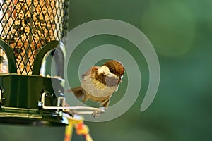 Chestnut-backed chickadee on the bird feeder