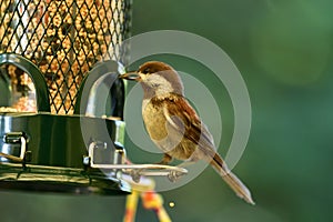 Chestnut-backed chickadee on the bird feeder