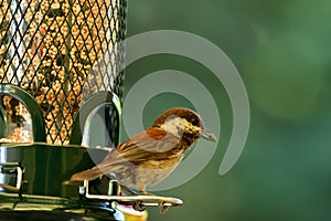 Chestnut-backed chickadee on the bird feeder