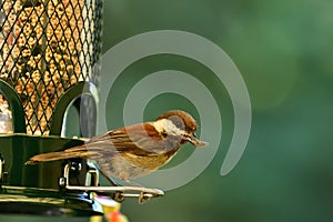 Chestnut-backed chickadee on the bird feeder