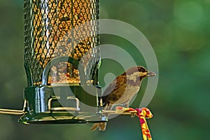 Chestnut-backed chickadee on the bird feeder