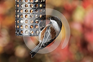 Chestnut-backed Chickadee bird