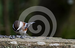 Chestnut-backed Chickadee