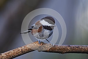 Chestnut-Backed Chickadee in a Catalpa tree