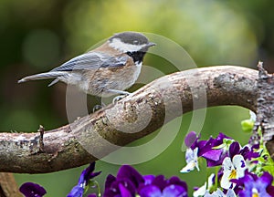 Chestnut-Backed Chickadee on curved Branch