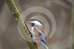 Chestnut-backed chickadee feeding in woods