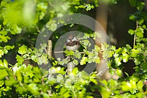 Chestnut-backed chickadee feeding in woods photo