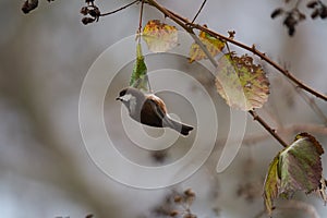 Chestnut-backed chickadee feeding in woods photo